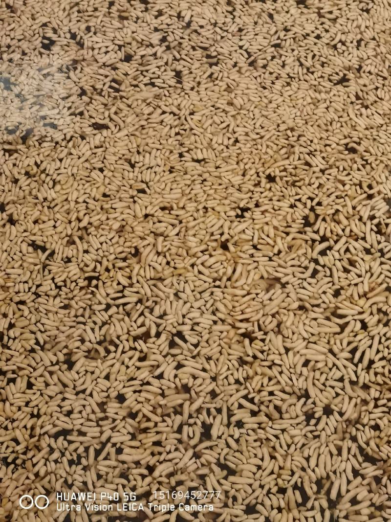 大量供应腌渍姜，盐渍姜，脱水姜，保鲜姜，生姜，仔姜，嫩姜