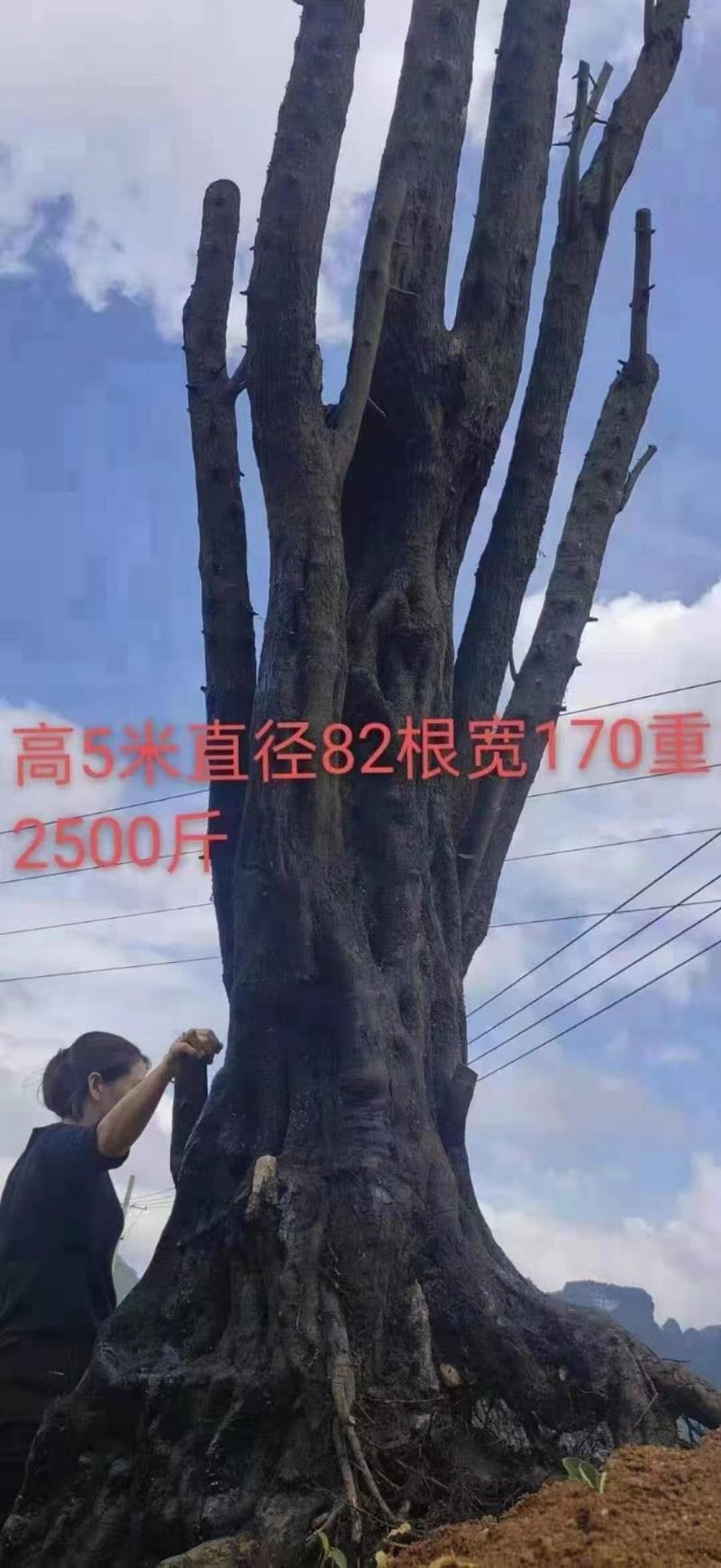 金弹子树奘还有紫藤罗汉松