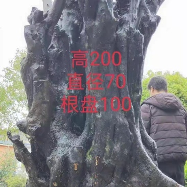 金弹子树奘还有紫藤罗汉松