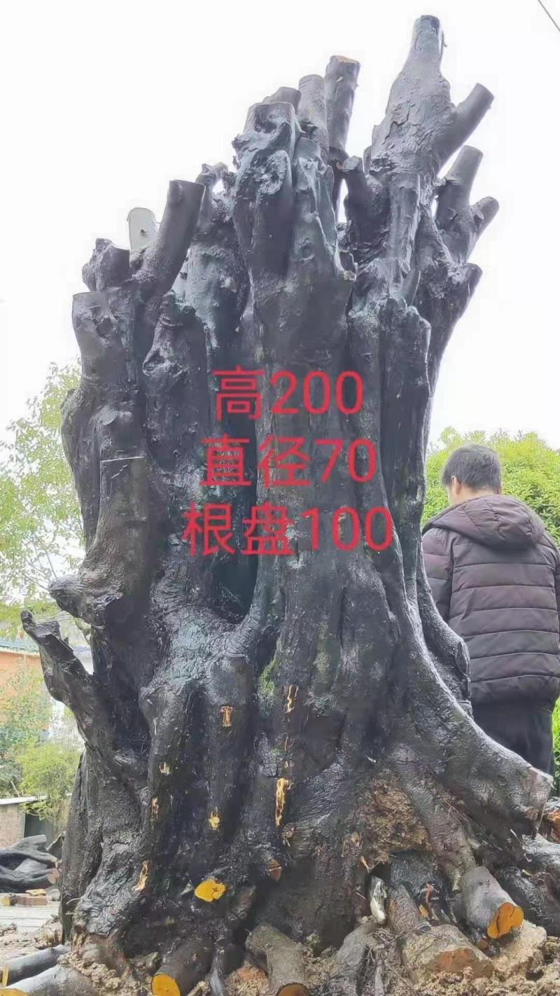 金弹子树奘还有紫藤罗汉松