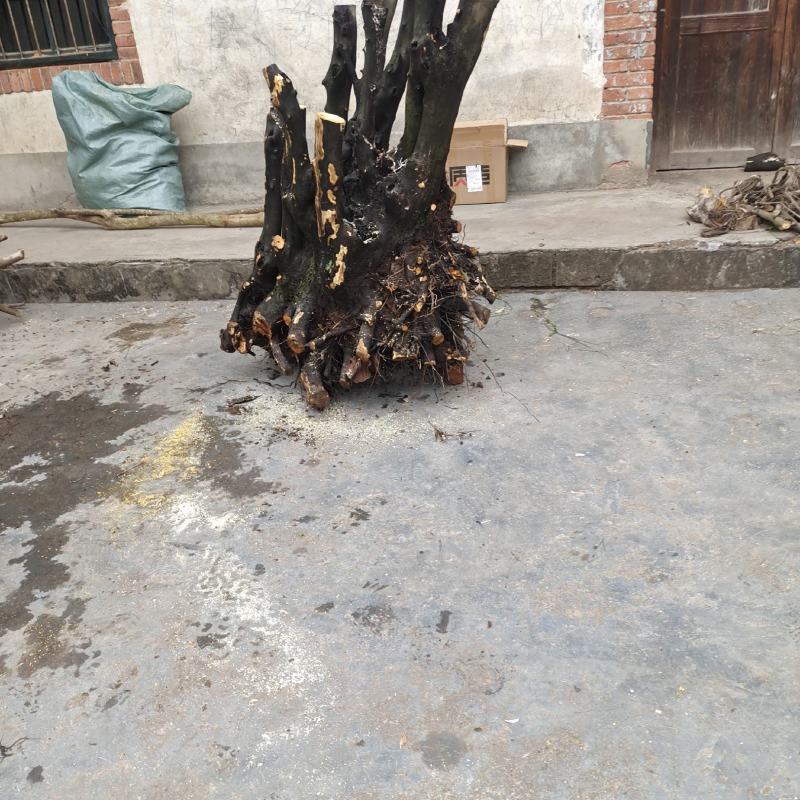 金弹子树奘还有紫藤罗汉松