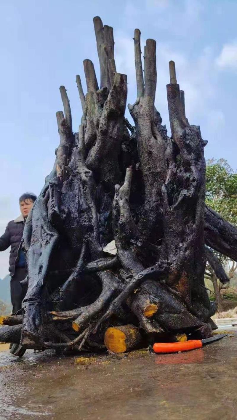 金弹子树奘还有紫藤罗汉松