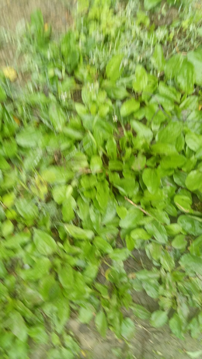 车前草车前草中药材中药材