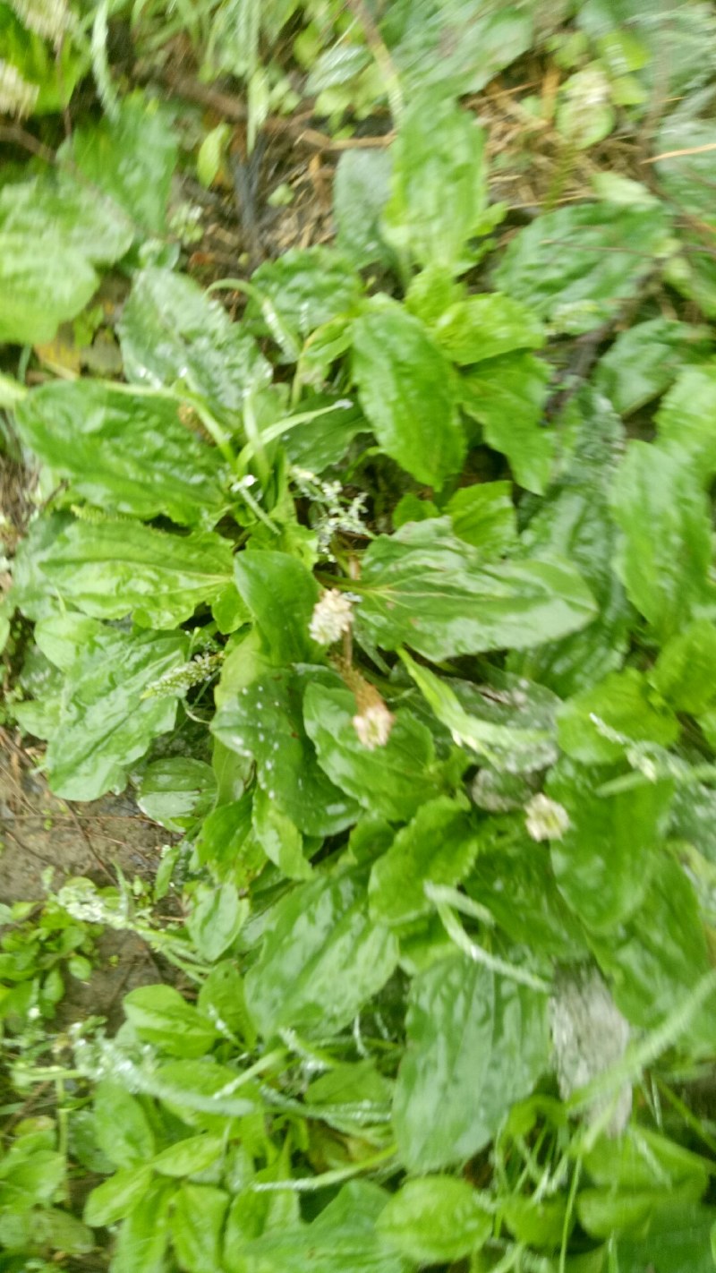 车前草车前草中药材中药材