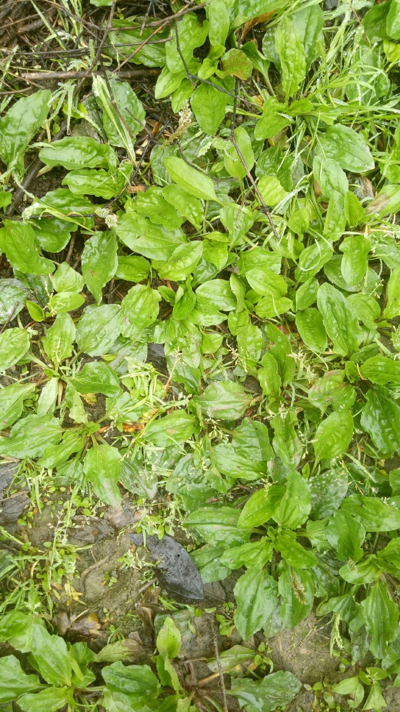 车前草车前草中药材中药材