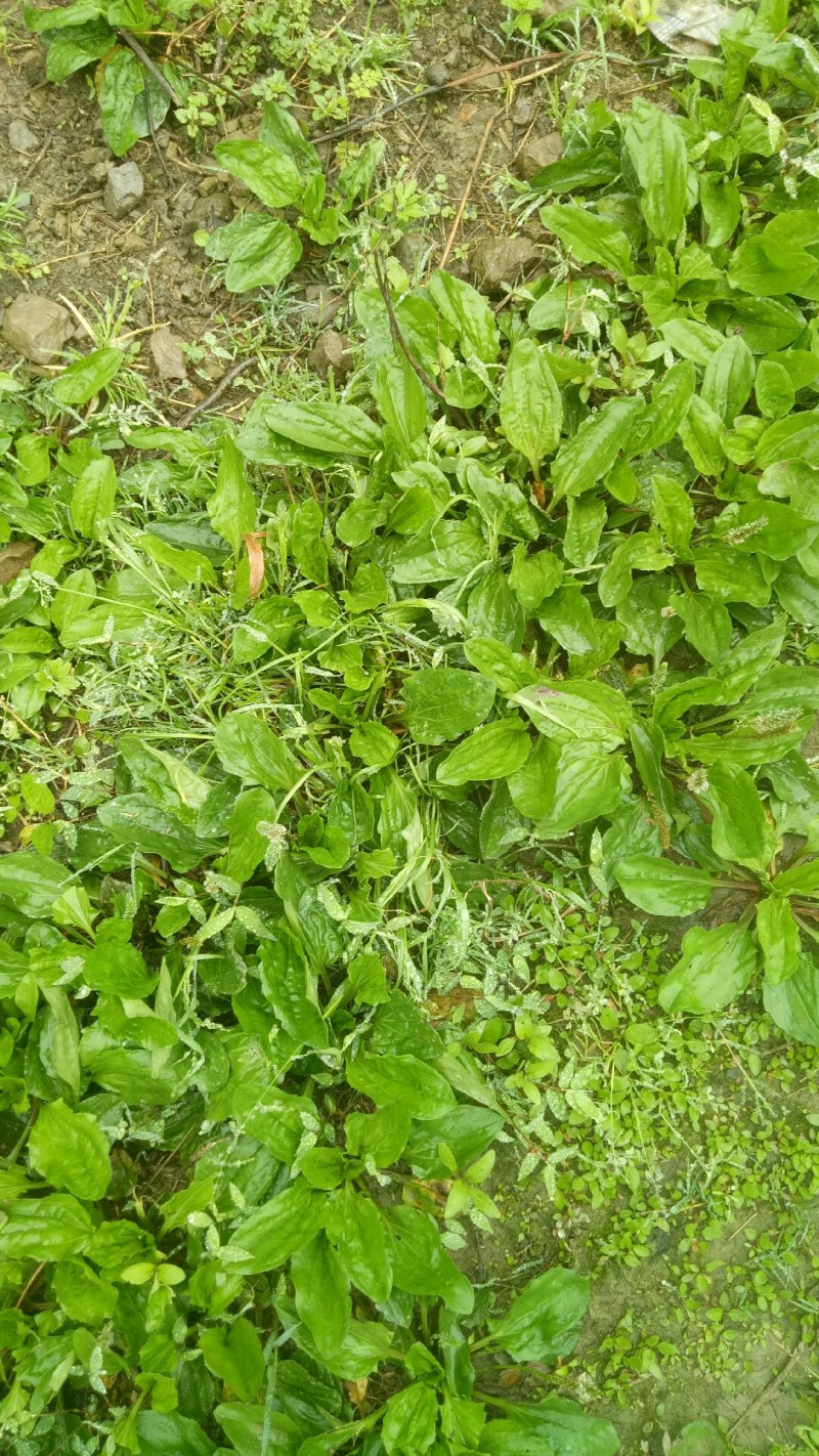 车前草车前草中药材中药材