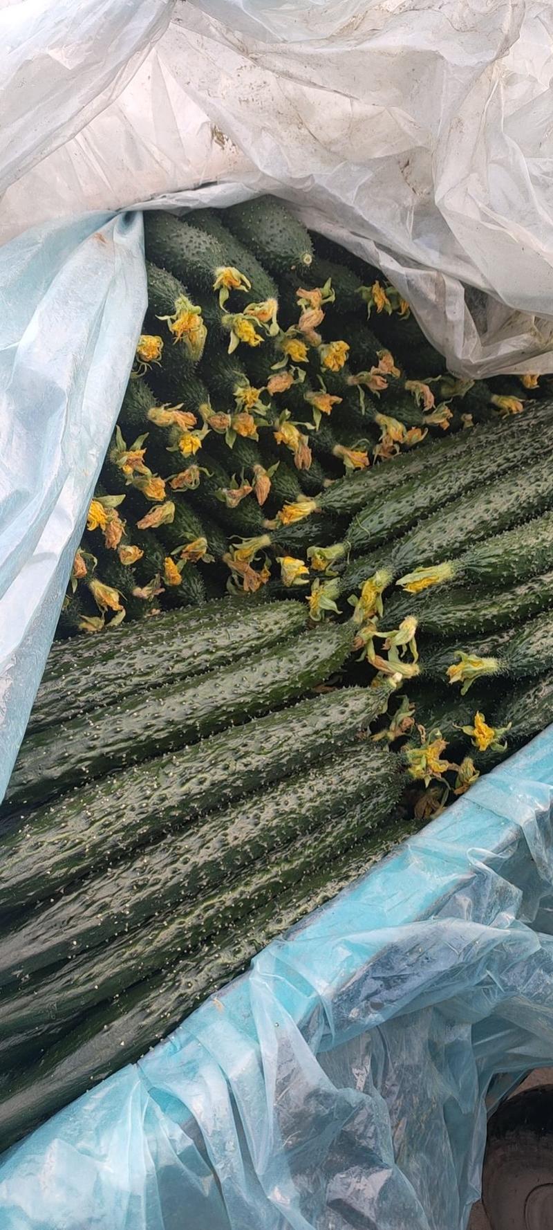山东兰陵精品密刺黄瓜产地一手货源量大从优供全国商超