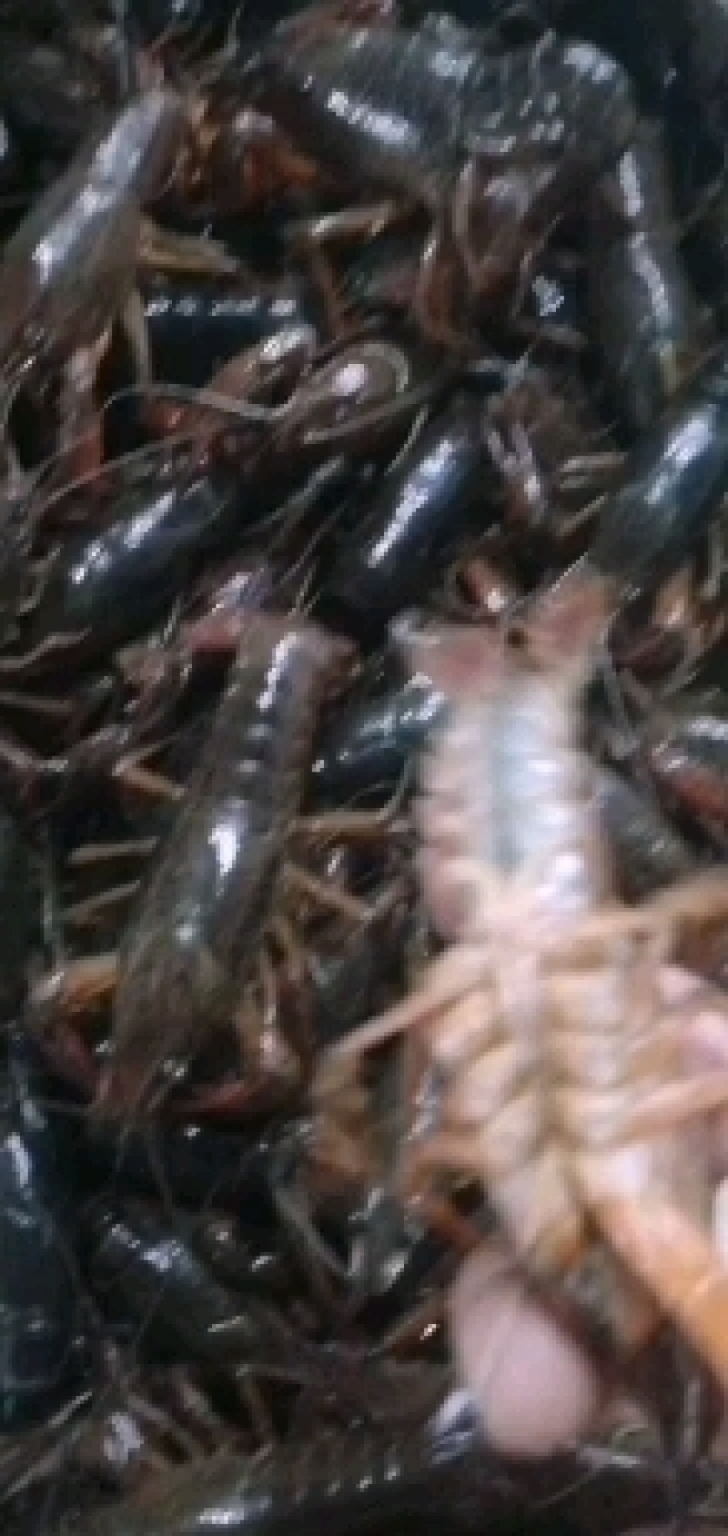 小龙虾苗，商品虾，种虾常年供应，欢迎老板实地考