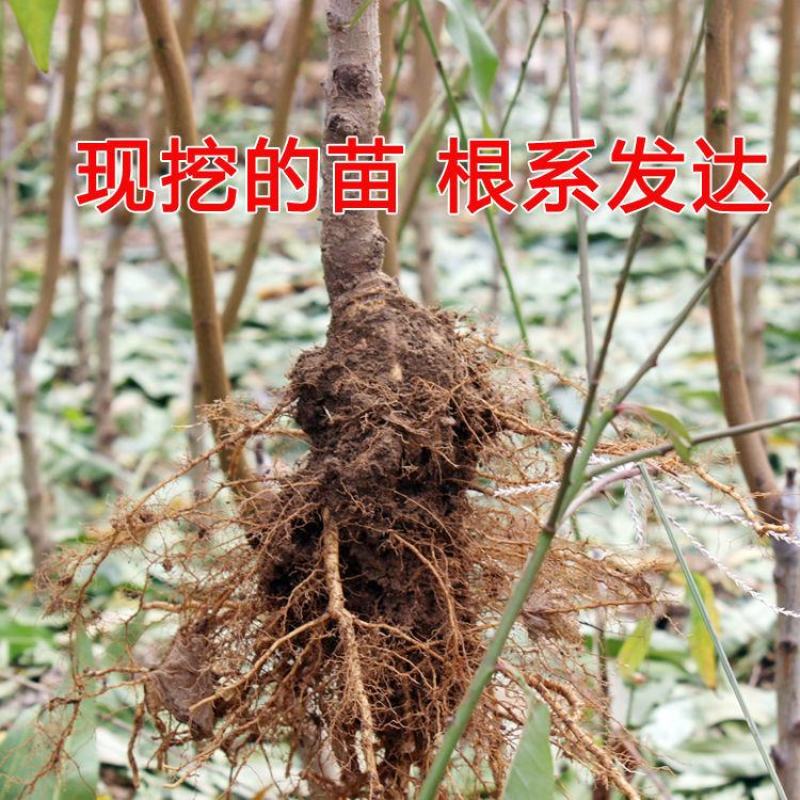 桃树苗春雪桃嫁接蟠桃树苗水蜜桃苗盆栽桃树果树苗突围桃南方