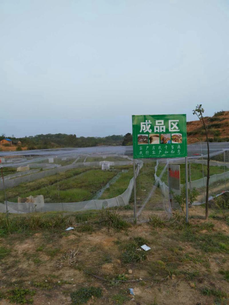 黄鳝苗，本地大斑鳝，最大可长二斤，包技术包回收，送货上门
