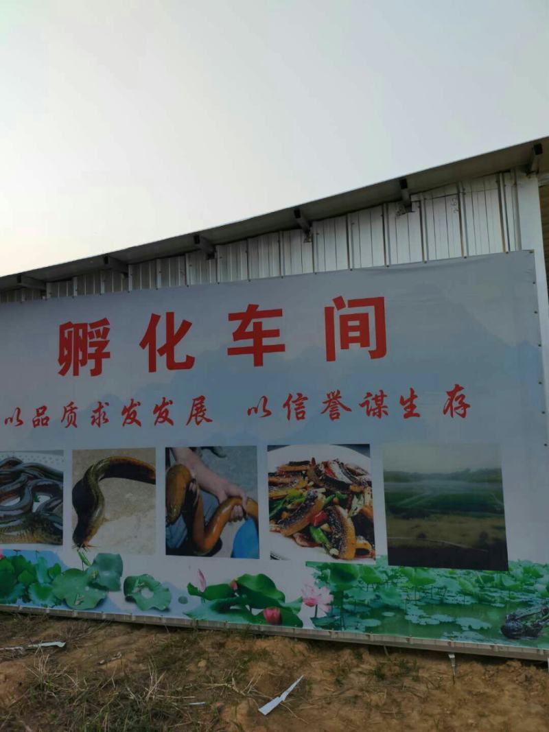黄鳝苗，本地大斑鳝，最大可长二斤，包技术包回收，送货上门
