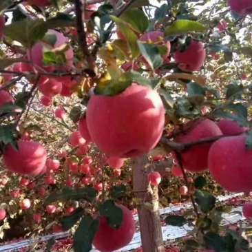 不掏交易费的，切勿打扰，灵宝寺河山SOD天然富硒，