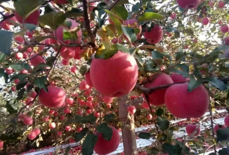 不掏交易费的，切勿打扰，灵宝寺河山SOD天然富硒，