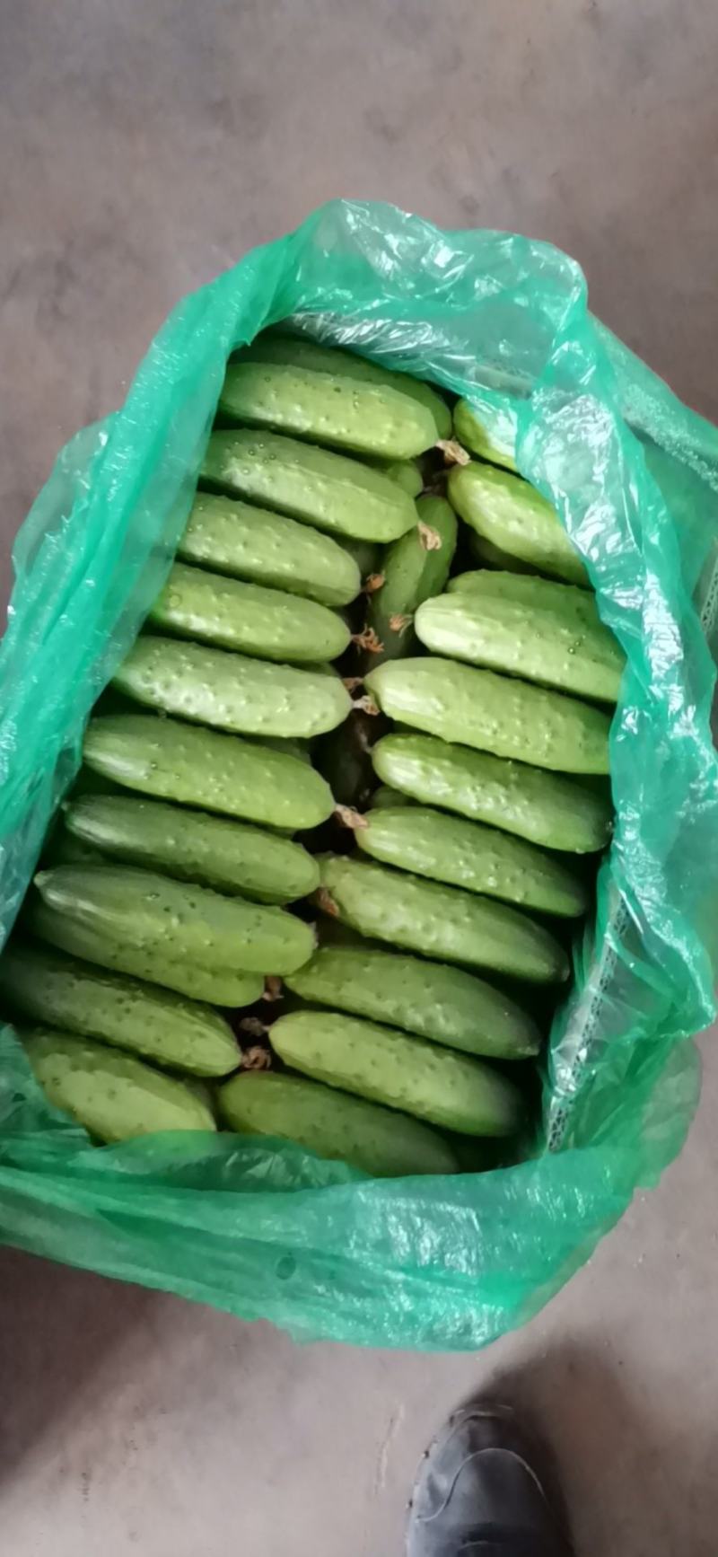 旱黄瓜马上上市了欢迎新老客户前来洽谈