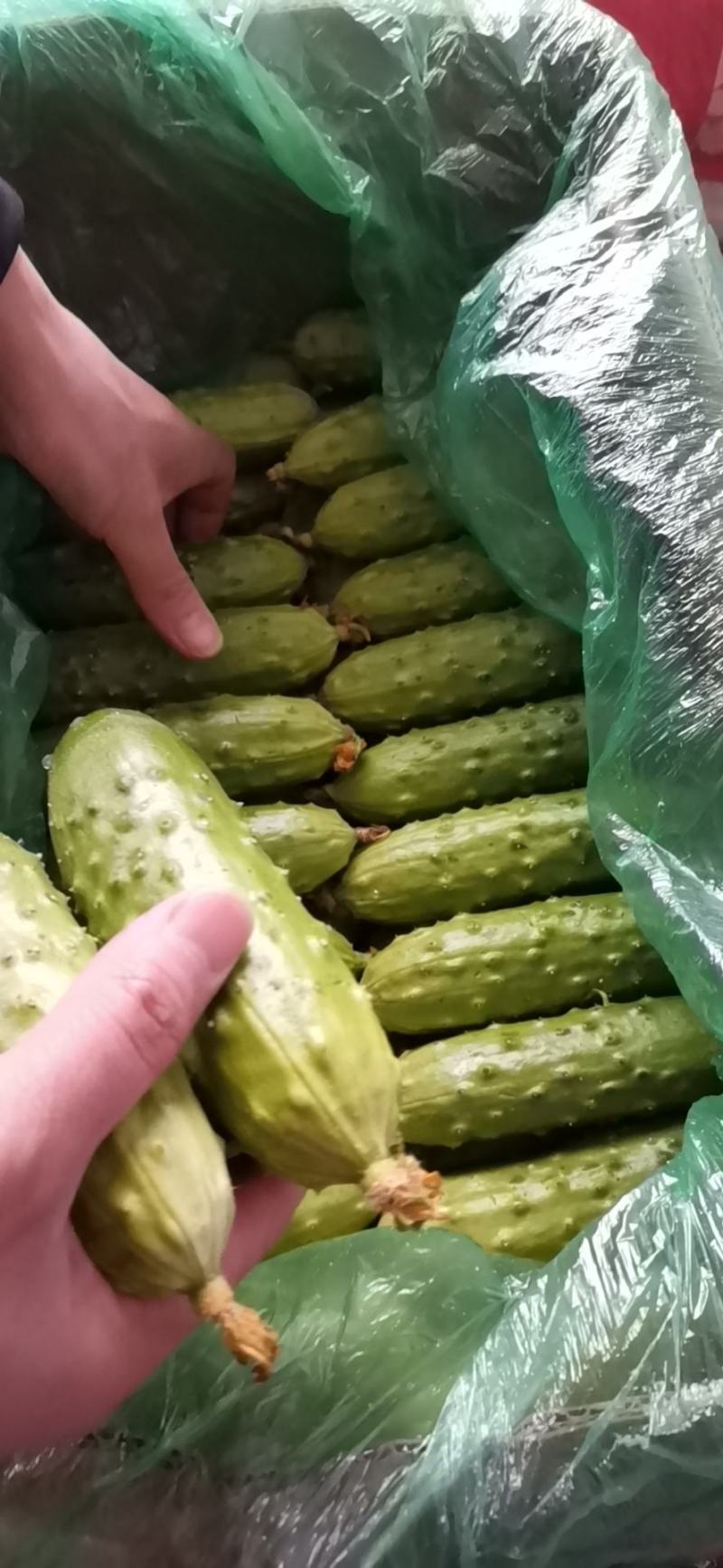 旱黄瓜马上上市了欢迎新老客户前来洽谈
