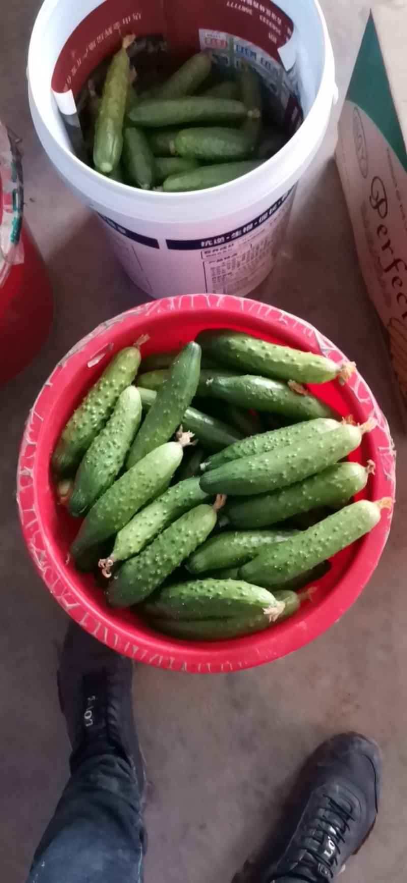 旱黄瓜马上上市了欢迎新老客户前来洽谈