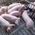 【推荐】一代二代太湖原种母猪防疫严格品种齐全耐粗粮产仔高