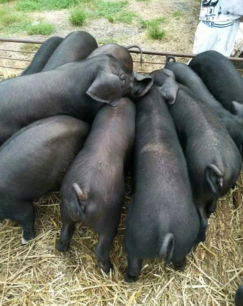 【推荐】一代二代太湖原种母猪防疫严格品种齐全耐粗粮产仔高