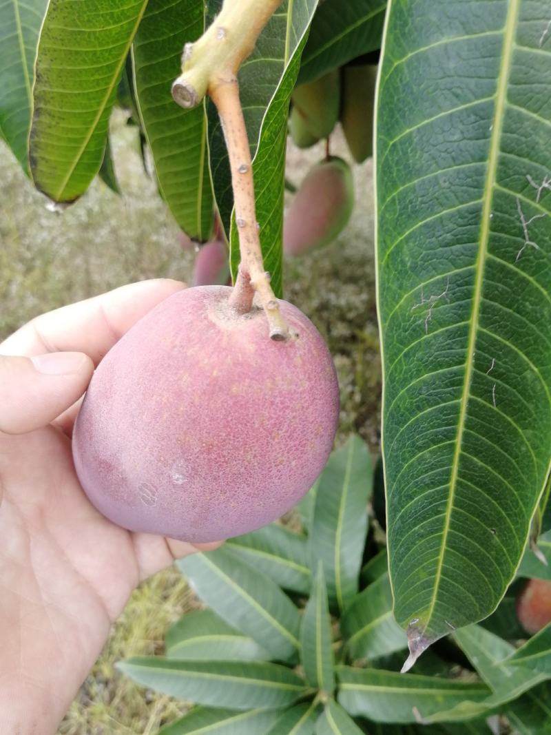 海南热带水果贵妃芒果现采货