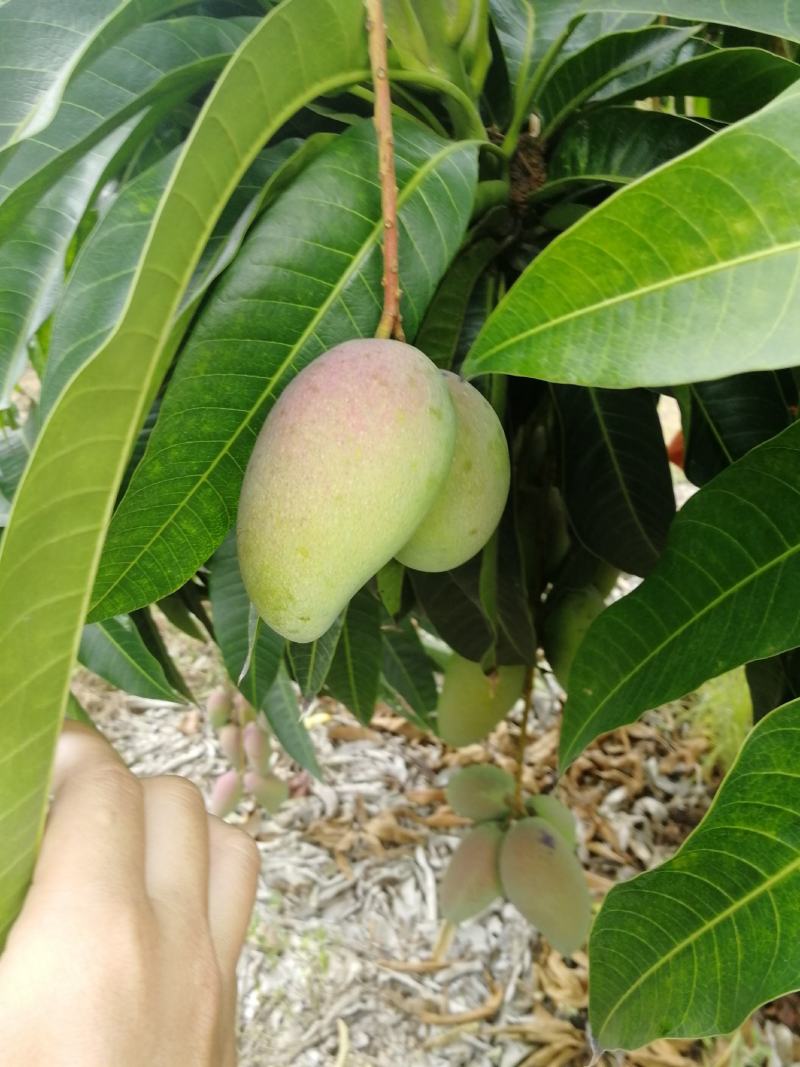 海南热带水果贵妃芒果现采货
