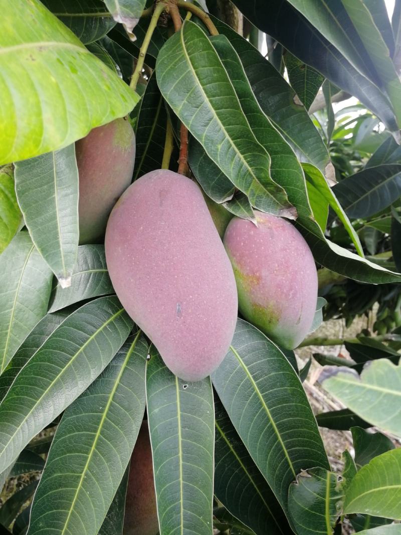 海南热带水果贵妃芒果现采货