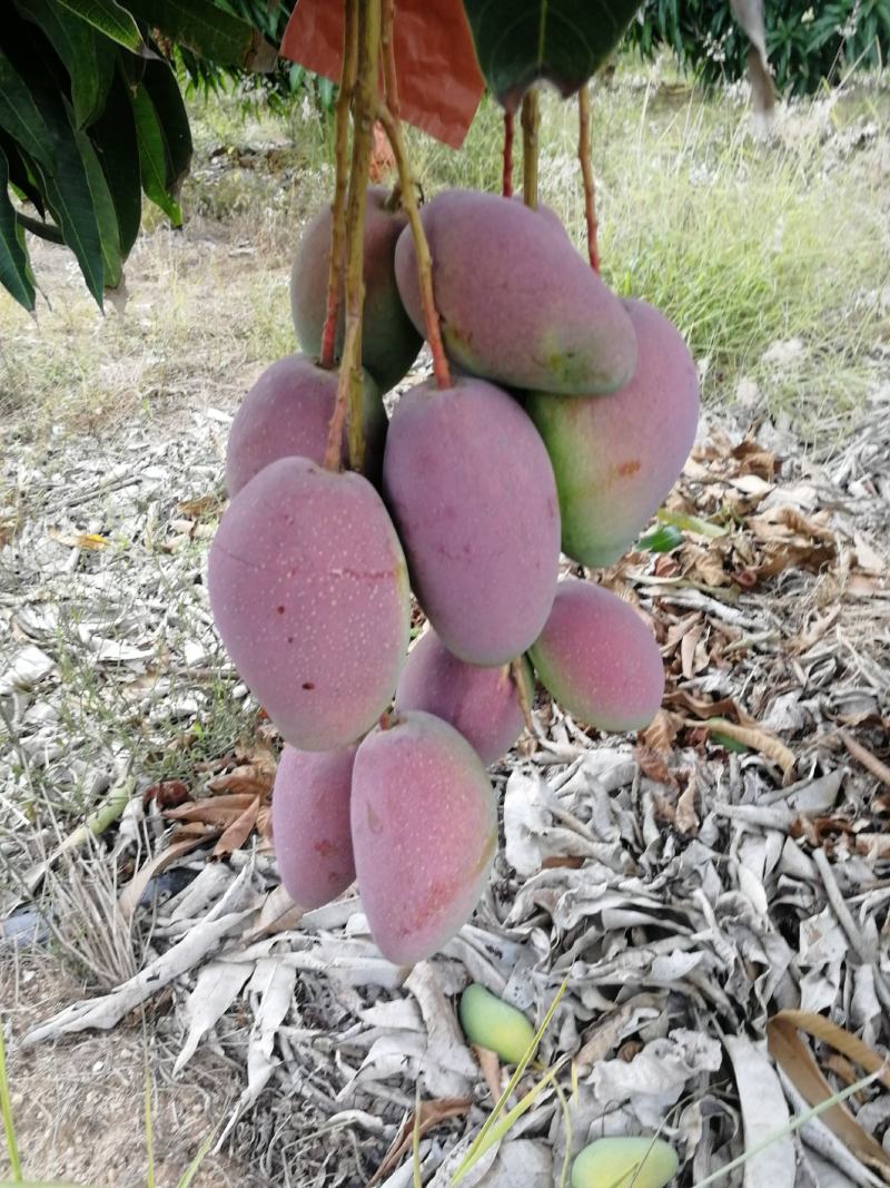 海南热带水果贵妃芒果现采货