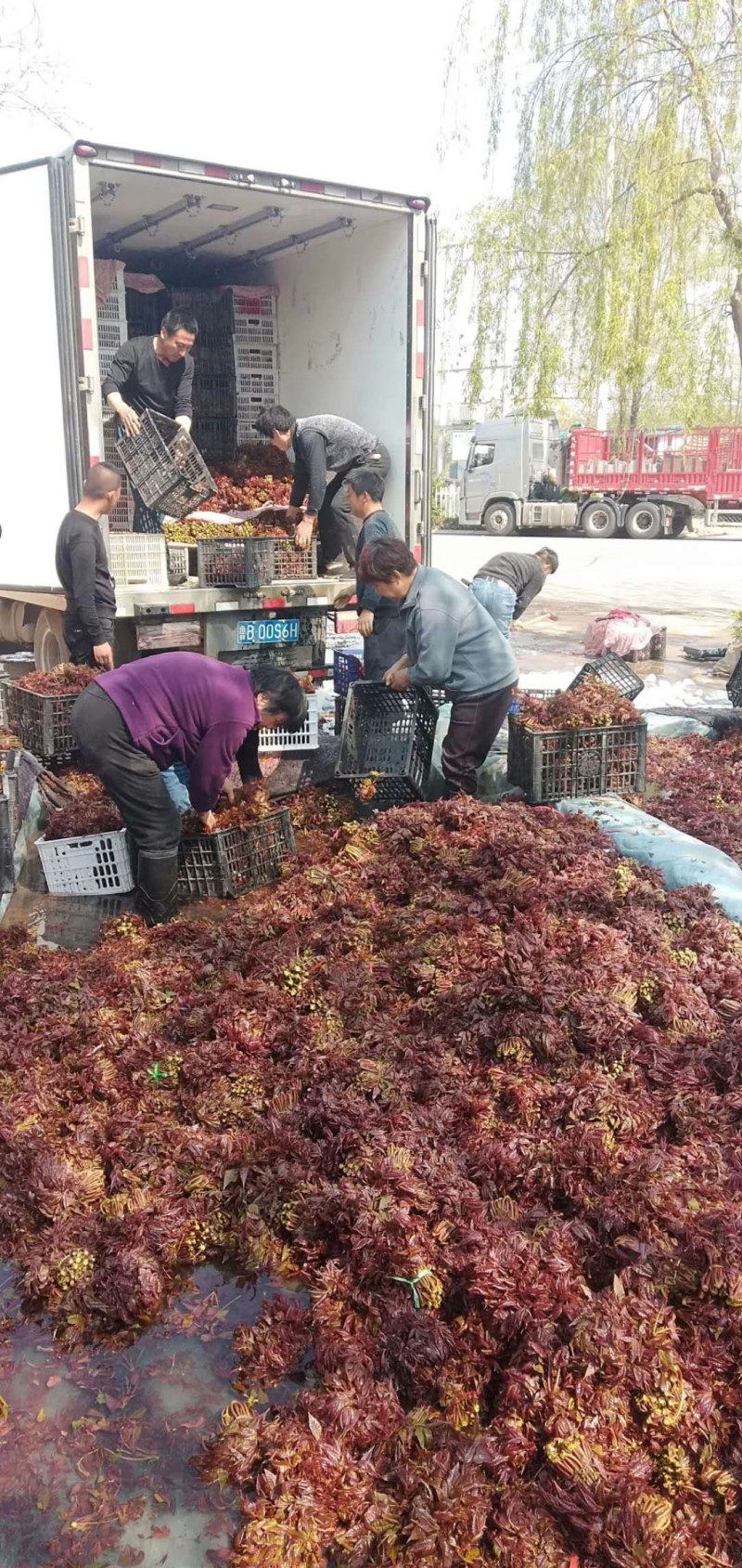 红香椿之乡临朐沂蒙山露天红香椿香椿芽农家种植采摘现摘现发