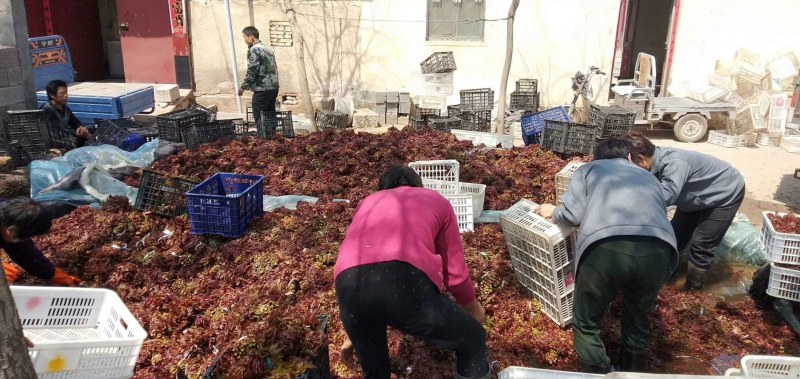 红香椿之乡临朐沂蒙山露天红香椿香椿芽农家种植采摘现摘现发
