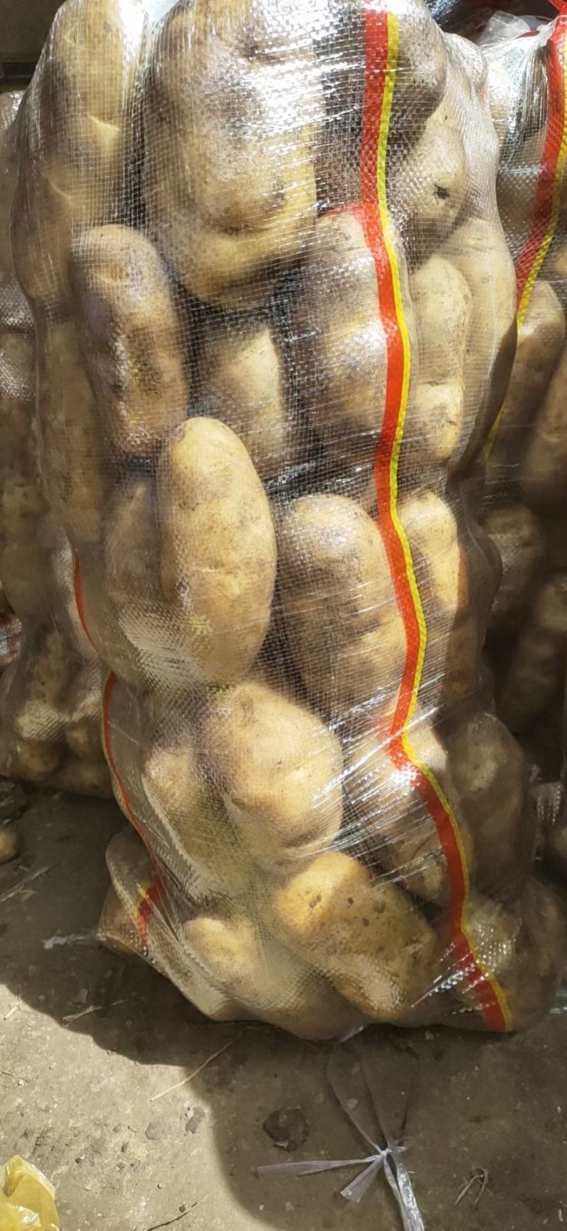 河南土豆荷兰十五，中暑5号，西深六个头漂亮，黄皮黄心，