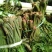 【源头厂家】沂蒙山露天红香椿芽手工腌制红香椿咸菜