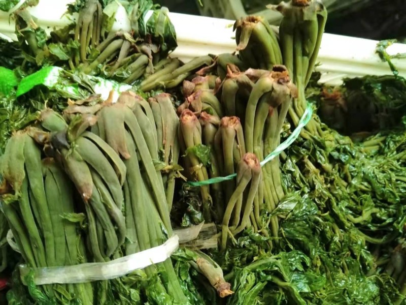 【源头厂家】沂蒙山露天红香椿芽手工腌制红香椿咸菜