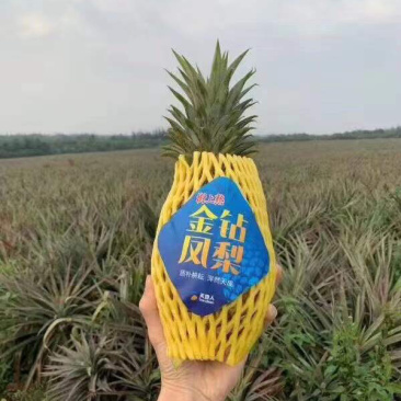 海南台湾精品金钻树上熟特级凤梨口感好顾客回购率高