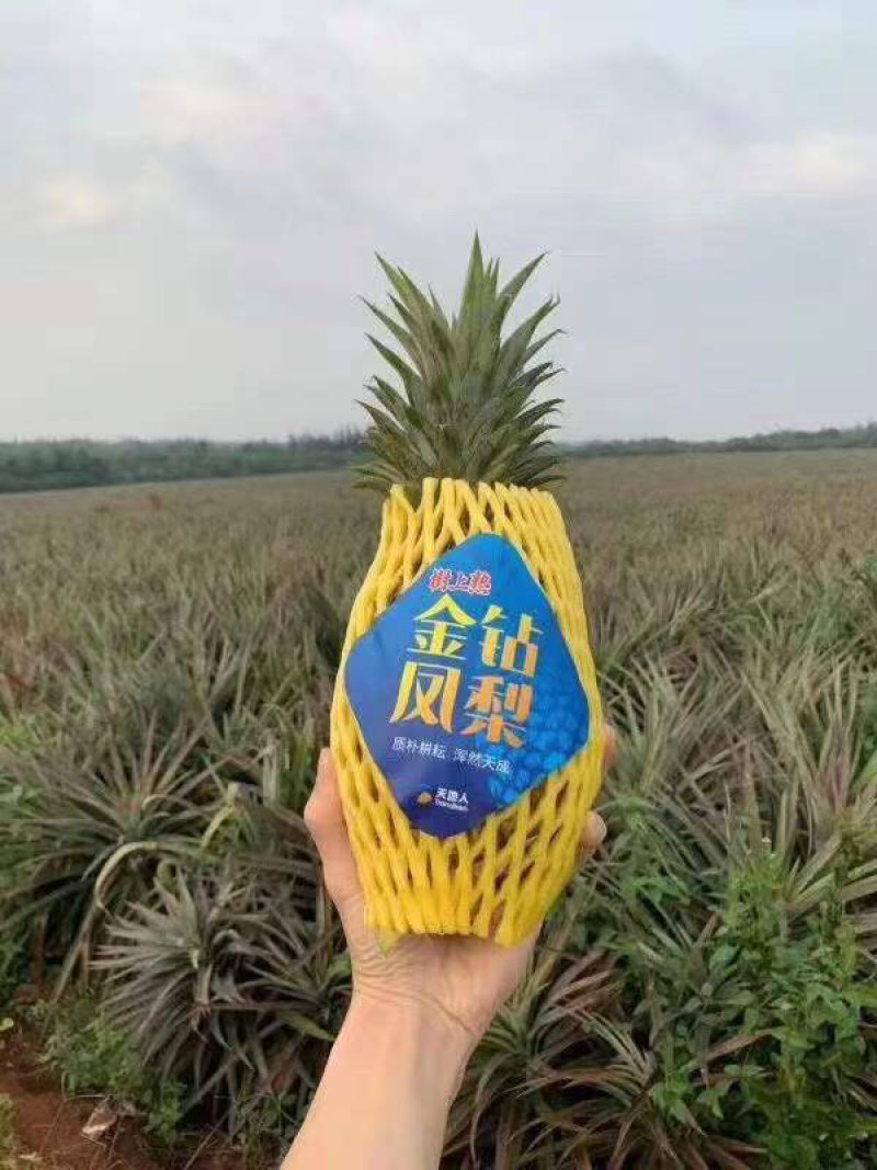 海南台湾精品金钻树上熟特级凤梨口感好顾客回购率高