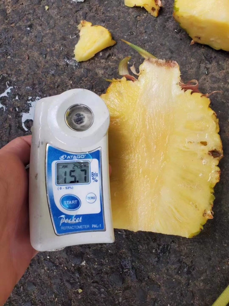 海南台湾精品金钻树上熟特级凤梨口感好顾客回购率高