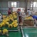 海南台湾精品金钻树上熟特级凤梨口感好顾客回购率高