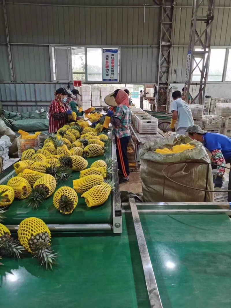 海南台湾精品金钻树上熟特级凤梨口感好顾客回购率高