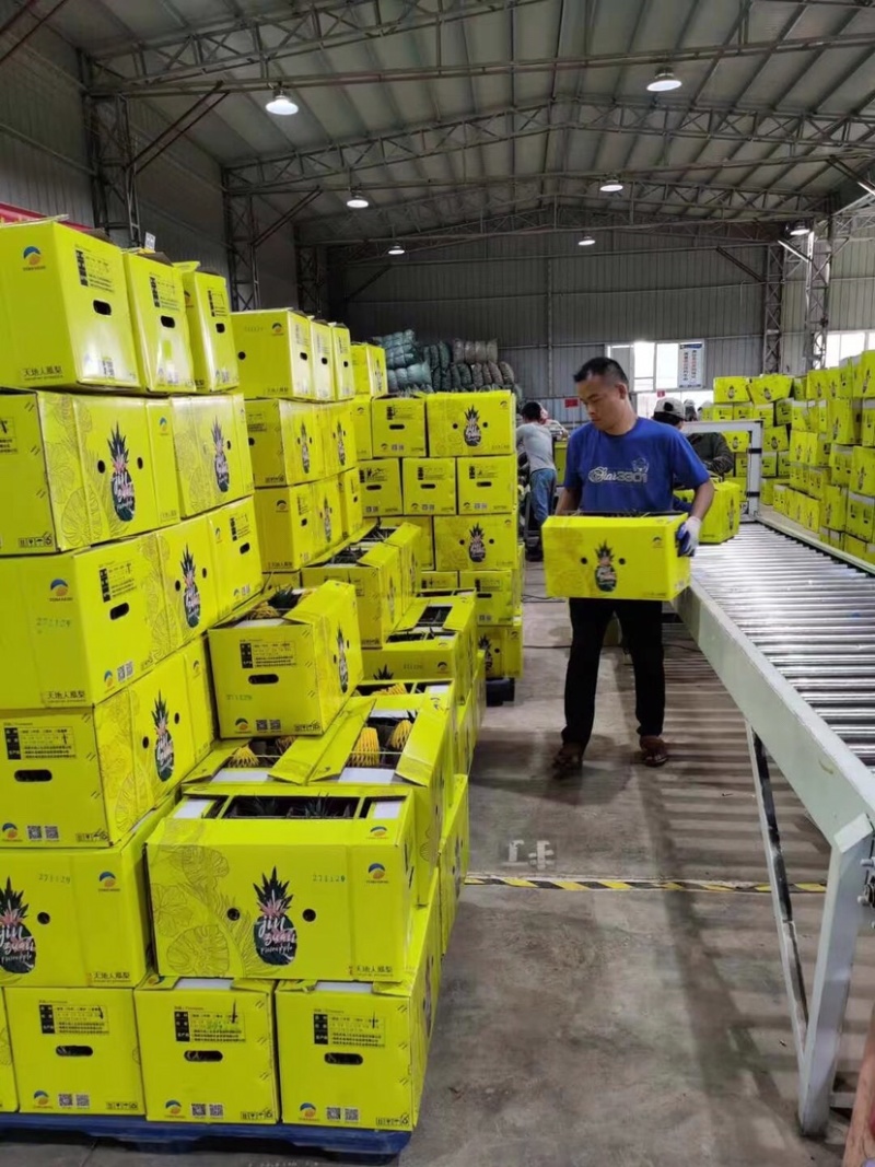 海南台湾精品金钻树上熟特级凤梨口感好顾客回购率高