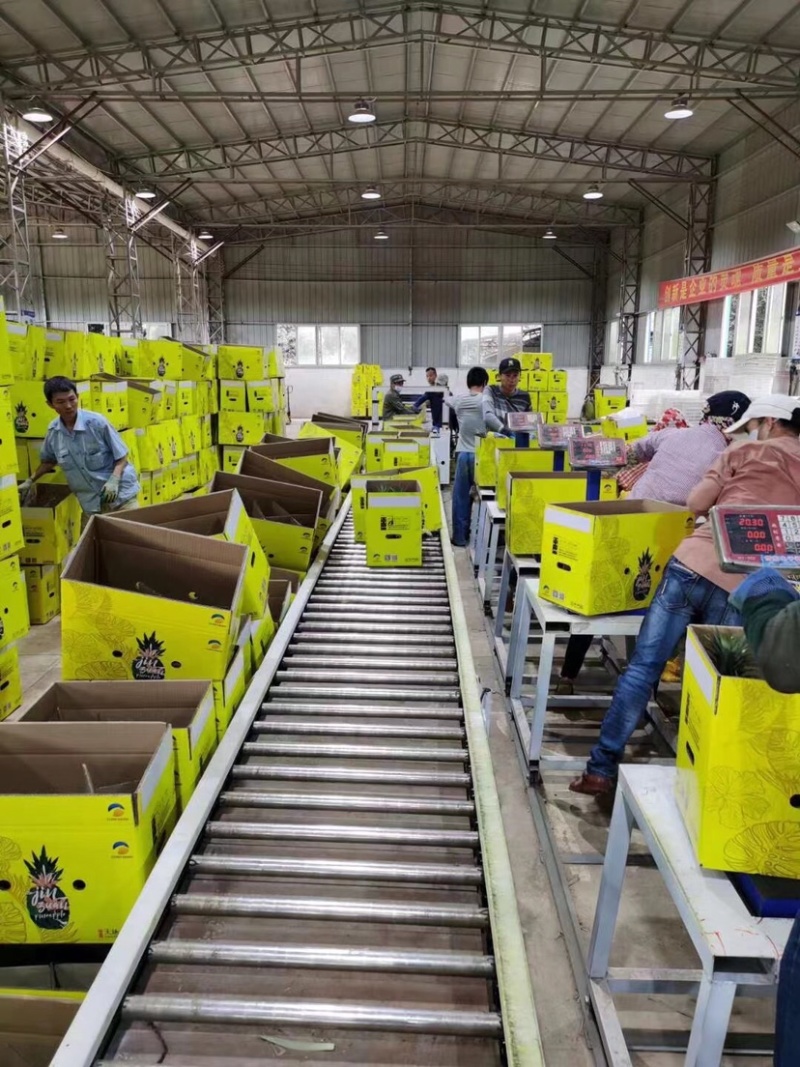 海南台湾精品金钻树上熟特级凤梨口感好顾客回购率高