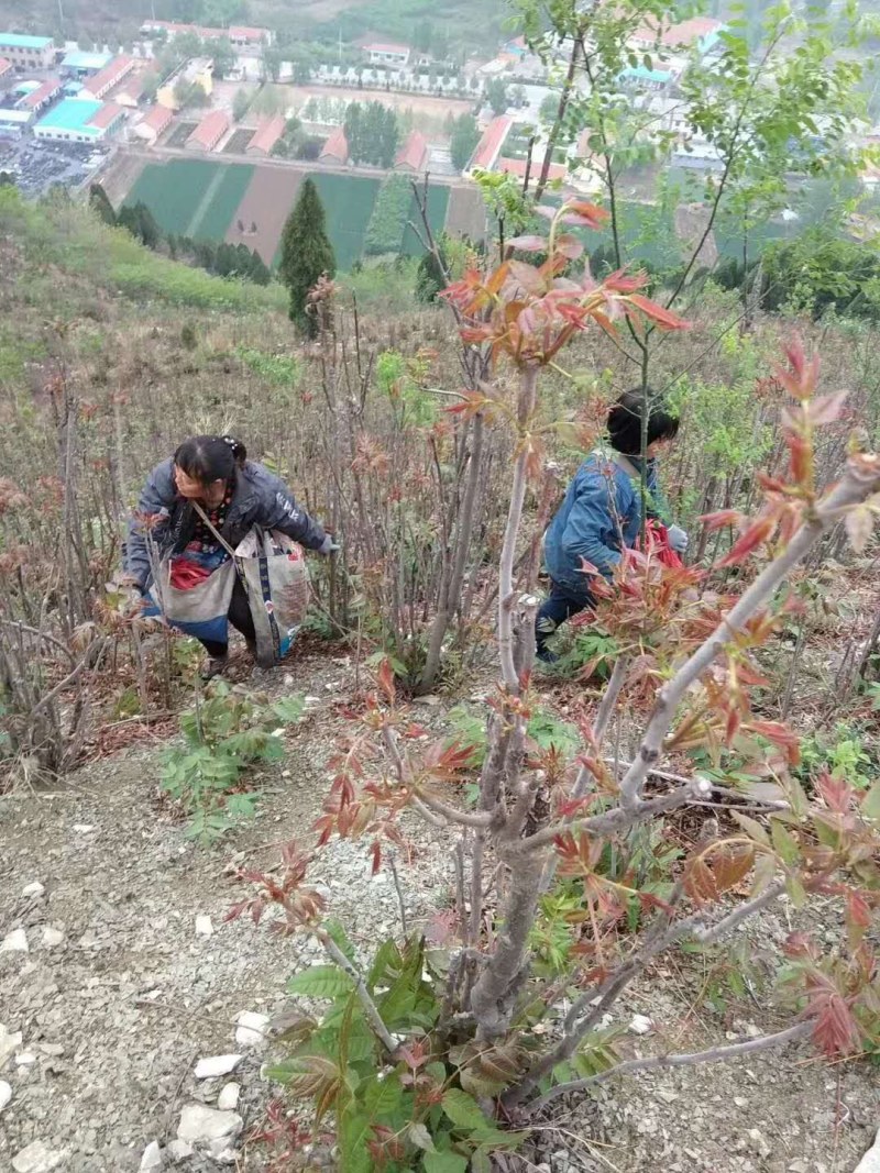 山东潍坊临朐露天红香芽农家采摘香椿芽现摘现发