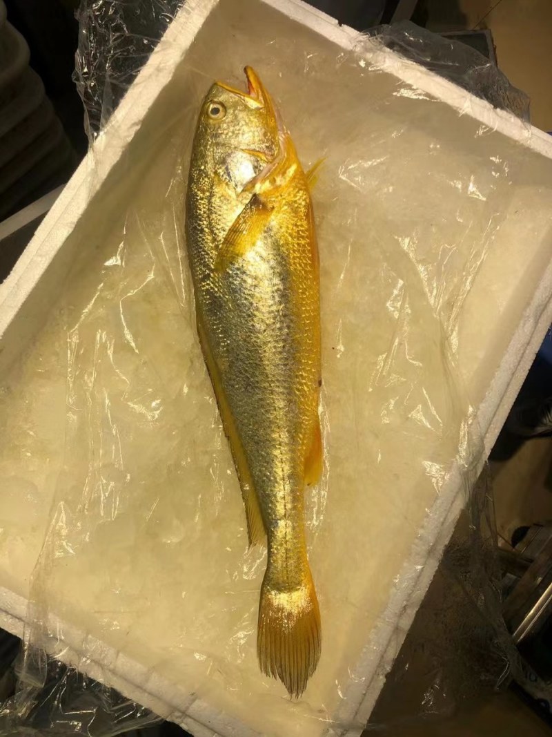 黄鱼东海手钓黄鱼
