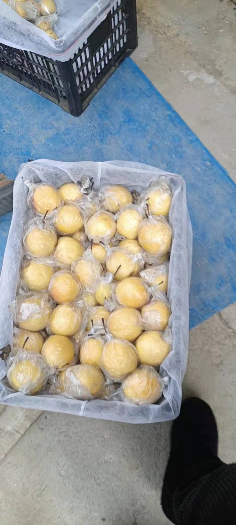 蜜梨特等蜜梨长年出售