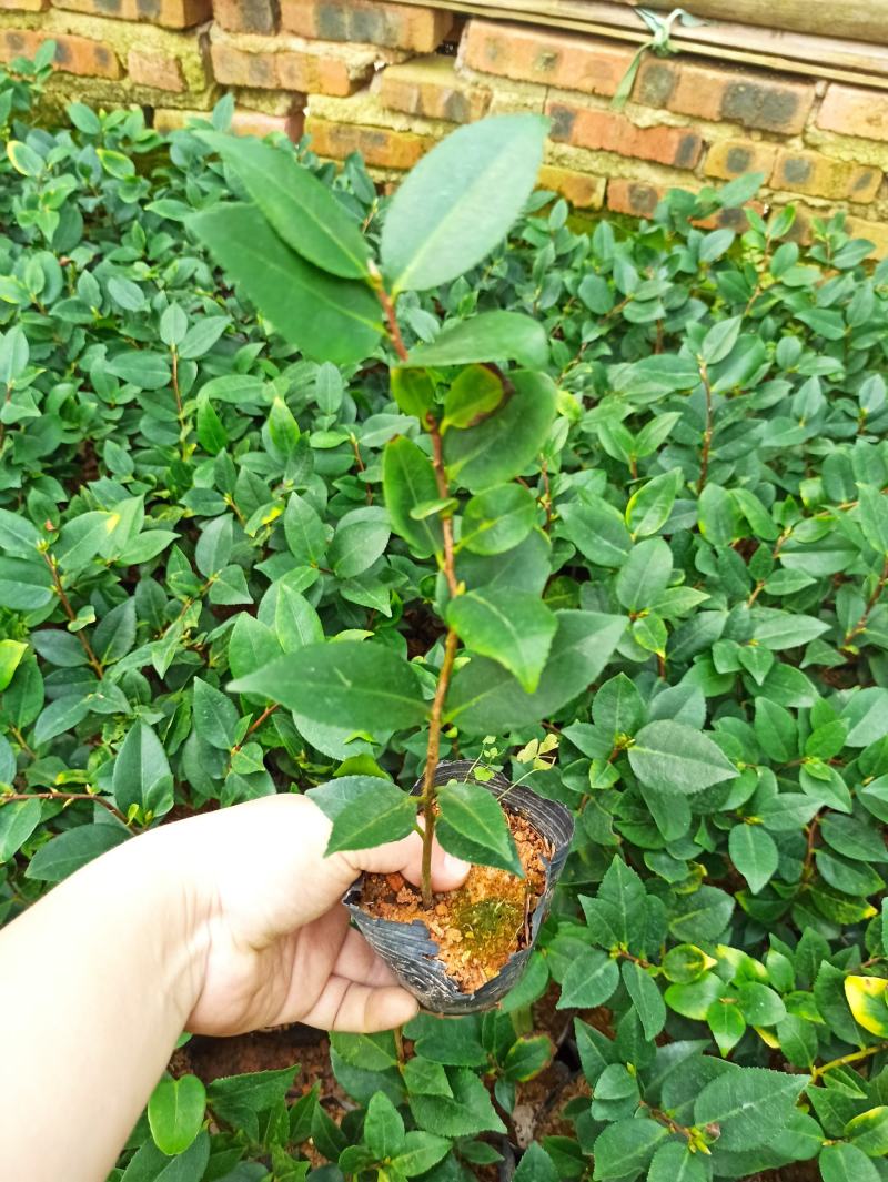 各规格茶花苗大红赤丹五色赤丹香茶东方亮白茶花