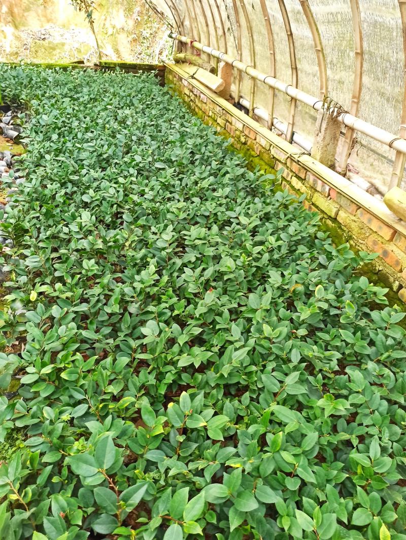 各规格茶花苗大红赤丹五色赤丹香茶东方亮白茶花