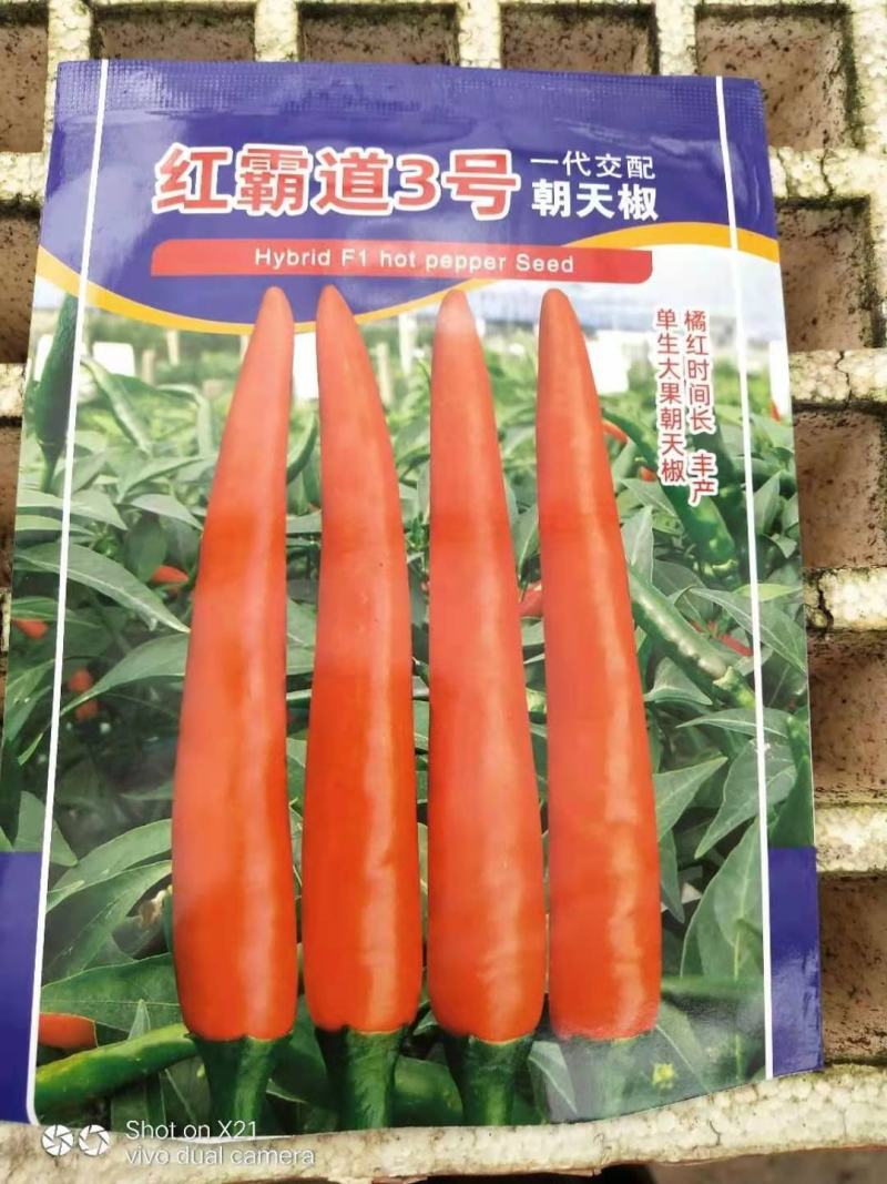 小米辣苗，线辣，油辣，专业育苗15年，根好，苗肥欢迎来电