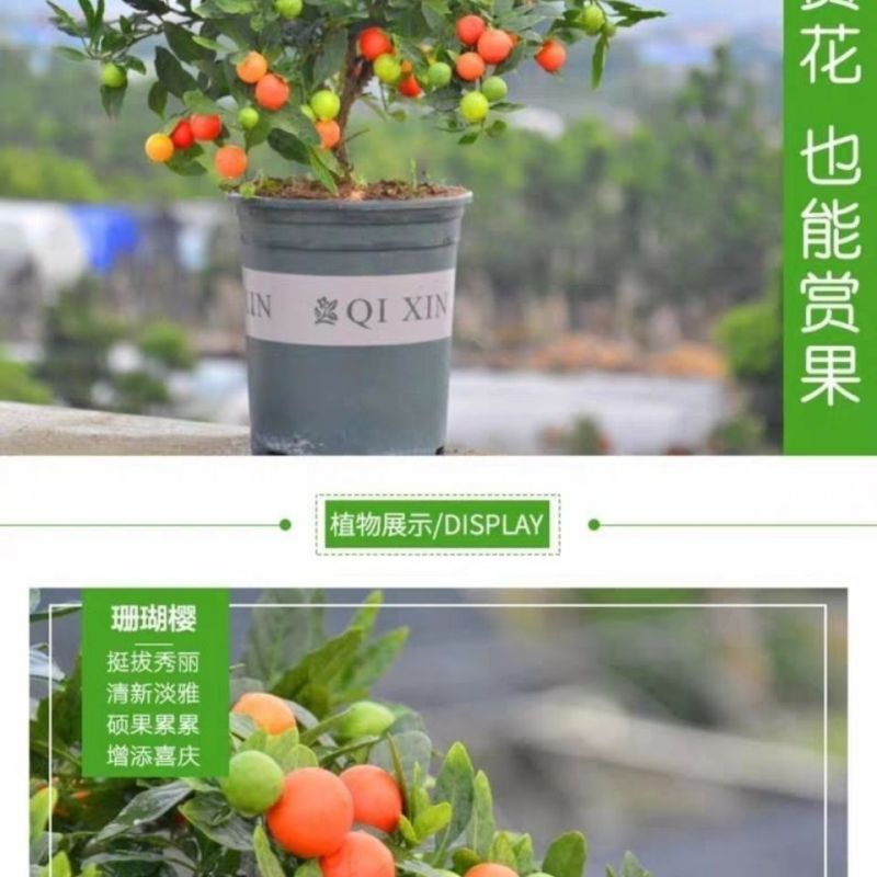 耐热耐寒多年生冬珊瑚吉庆果红珊瑚豆看樱桃四季果