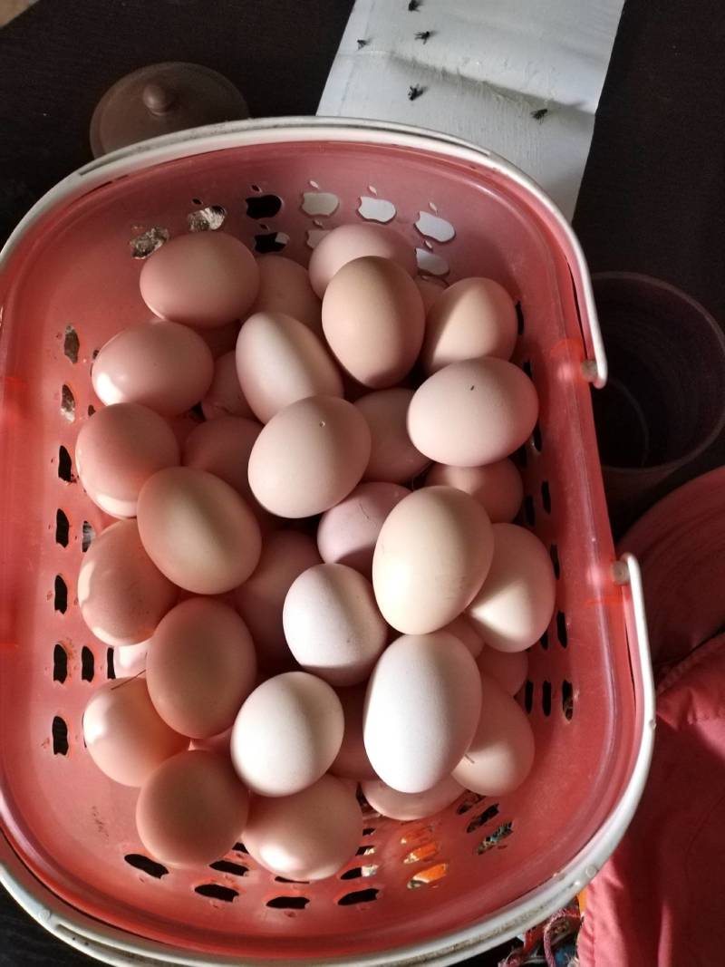 绿色生态鸡蛋。健康养胃