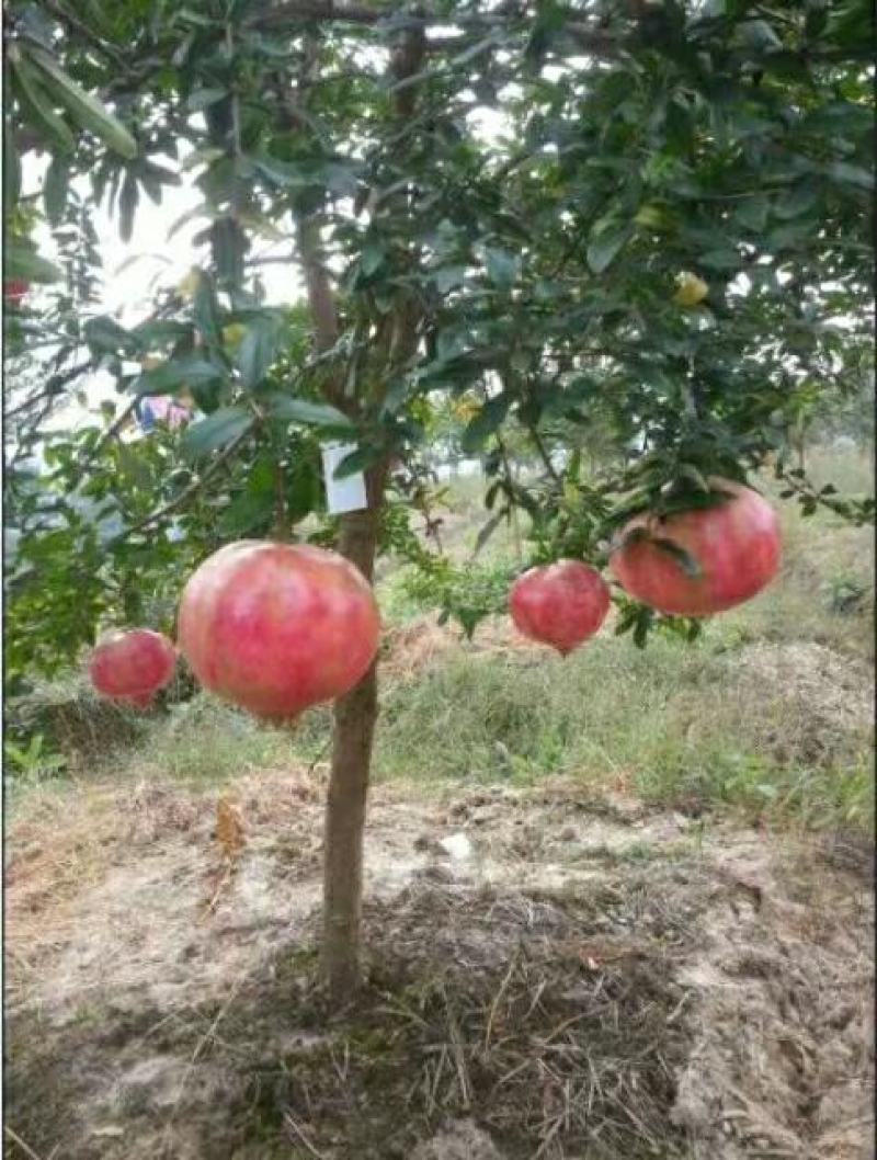 突尼斯软籽石榴树苗嫁接苗三年嫁接苗当年接果