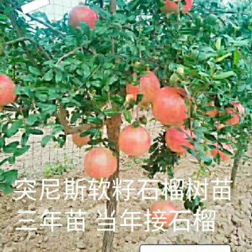 突尼斯软籽石榴树苗嫁接苗三年嫁接苗当年接果