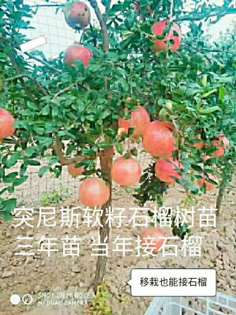 突尼斯软籽石榴树苗嫁接苗三年嫁接苗当年接果