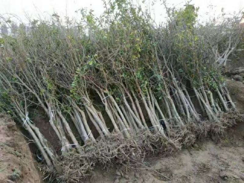 突尼斯软籽石榴树苗嫁接苗三年嫁接苗当年接果